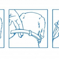Форесто (Foresto) ошейник от блох и клещей, Bayer 70см Форесто (Foresto) ошейник от блох и клещей, Bayer 70см