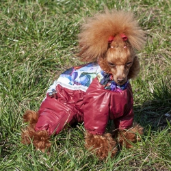 Комбинезон для собак мальчиков Микс без капюшона на силиконе XS Комбинезон для собак мальчиков Микс без капюшона на силиконе XS