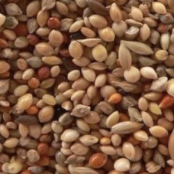 Чумиза для птиц зерно 150 г Чумиза для птиц зерно 150 г