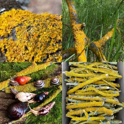 Палочки з лишайником 12 шт Палочки з лишайником 12 шт