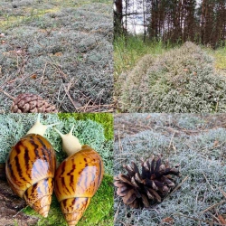 Ягель для террариума ExoRoom, 2 л Ягель для террариума ExoRoom, 2 л