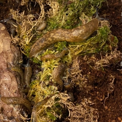 Набор для улиток Набор для улиток