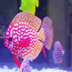 Рыбка силиконовая Дискус 8 см CL0022 Рыбка силиконовая Дискус 8 см CL0022