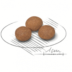 Royal Canin XSMall Adult8 (Роял Канин Эдалт) 0,5 кг Royal Canin XSMall Adult8 (Роял Канин Эдалт) 0,5 кг